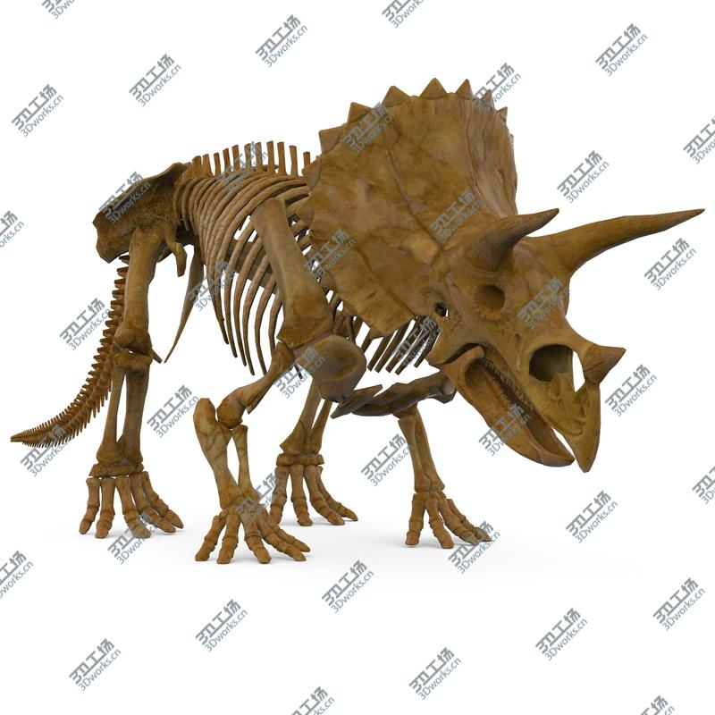 images/goods_img/20210319/Triceratops Skeleton/2.jpg